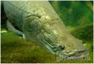 Fish Arapayma